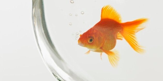 Goldfish in fishbowl