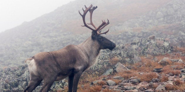 Woodland caribou walking on alpine tundra, Mount Jacques Cartier, Gaspesie National Park, Quebec