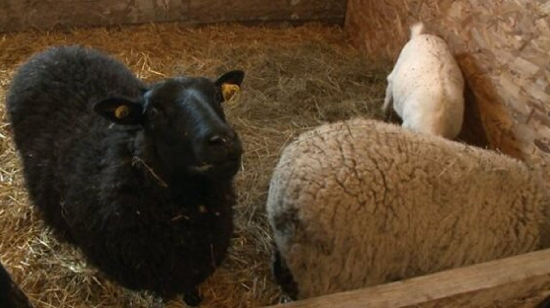 Un refuge pour animaux de ferme dans la Mitis (VIDÉO