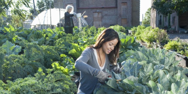 Women Working in Urban Organic Community Garden