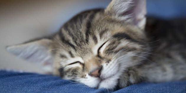 Sleeping young tabby cat with big ears