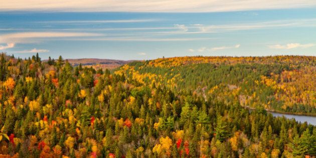 Forest in Autumn, Quebec, Canada