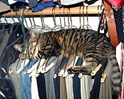 Les Chats Dorment Vraiment N Importe Ou Huffpost Null