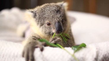 Bebe Koala
