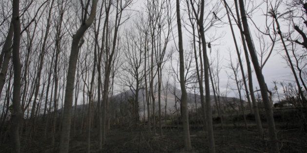 Forest that was burned by the pyroclastic flows from Mount Sinabung in Sibintun, North Sumatra, Indonesia, Thursday, April 2, 2015. Mount Sinabung, among about 130 active volcanoes in Indonesia, sporadically erupted Wednesday since 2010 after being dormant for more then 400 years. (AP Photo/Binsar Bakkara)