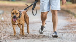 Chiens dangereux à Montréal: un règlement abusif, irrationnel et