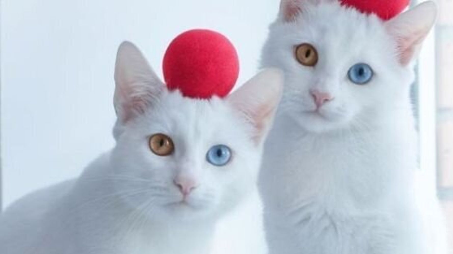 Les deux plus belles jumelles (chattes) du monde sont les vedettes du  moment sur Instagram | HuffPost Vivre