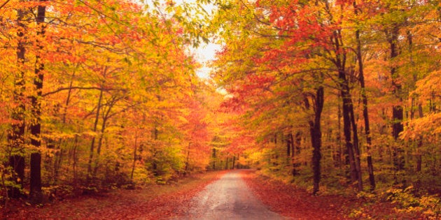 Autumn trees over dirt path in forest