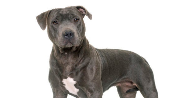 staffordshire bull terrier in front of white background