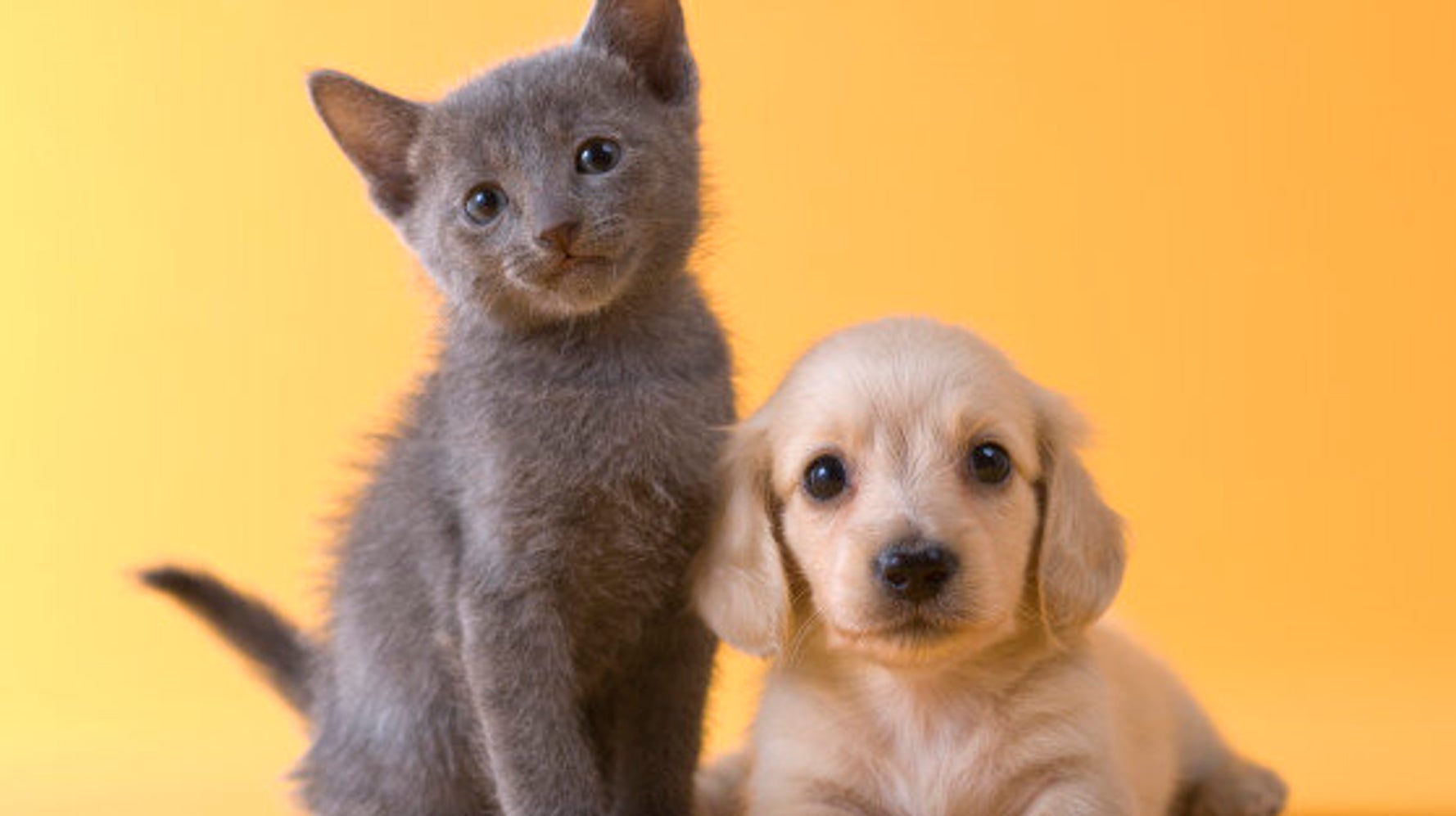 Vous avez un nouvel animal de compagnie? Voici cinq