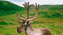 Le caribou forestier n'a pas besoin de travailler pour se