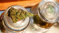 Qui a peur du cannabis
