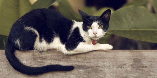 Black and white cat