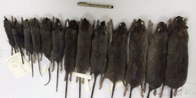 Pourquoi a-t-on l'impression qu'il y a de plus en plus de rats à Rouen ?