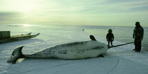 Narwhal, eskimo with hunted male, Baffin Island, Canadian Arctic