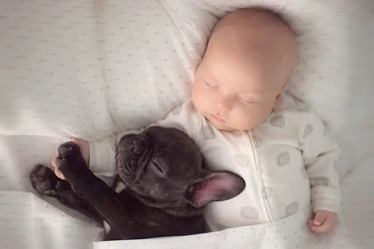 Les Cliches Beaucoup Trop Mignons D Un Bebe Et Son Bouledogue Francais Photos Huffpost Quebec Vivre