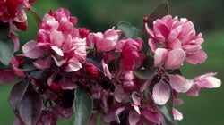 Quel est l'emblème floral de