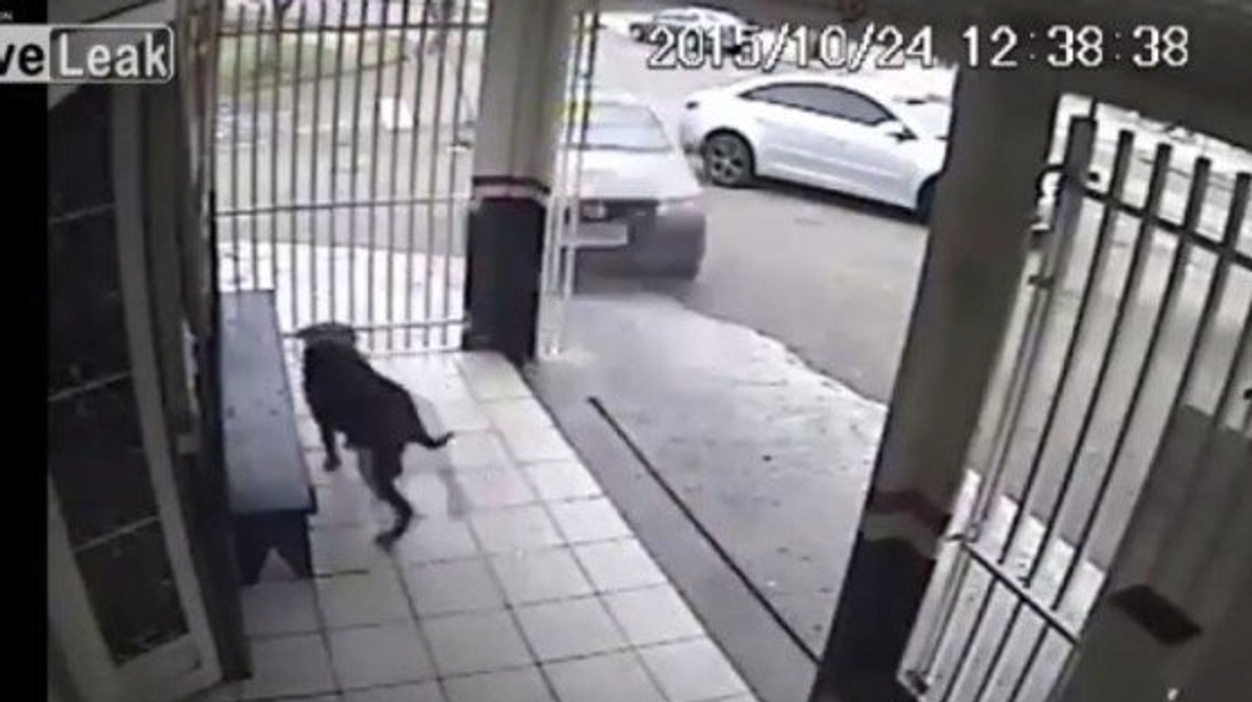 Un chien errant à la tête surdimensionnée a pu être sauvé d'une mort  certaine (vidéo)