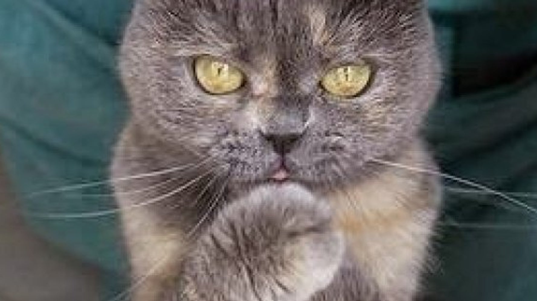 13 chats qui vous veulent secrètement du mal (PHOTOS) HuffPost Québec Vivre