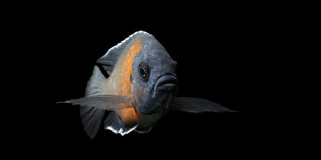 Copadichromis Borley with courtship behaviour agains a black background.