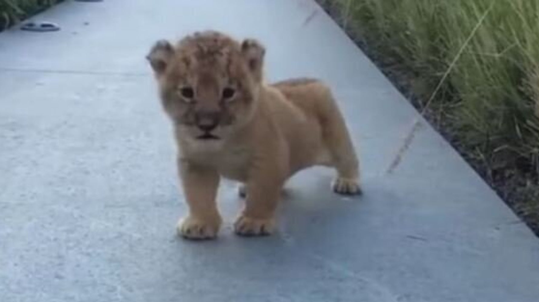 Ce Bebe Lion Qui Essaie De Rugir Va Vous Faire Fondre Video Huffpost Null