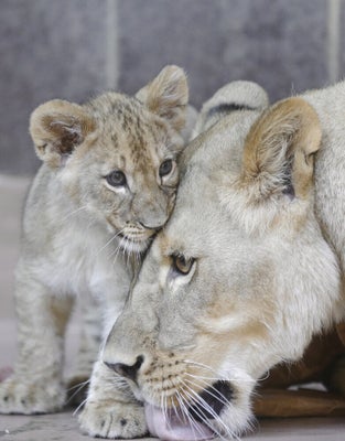 Ce Bebe Lion Qui Essaie De Rugir Va Vous Faire Fondre Video Huffpost Null