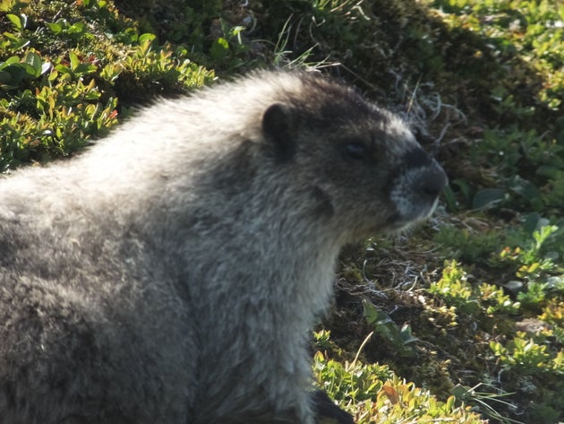 Μογγολία: Κρούσματα «Μαύρου Θανάτου» έχουν σημάνει συναγερμό στις
