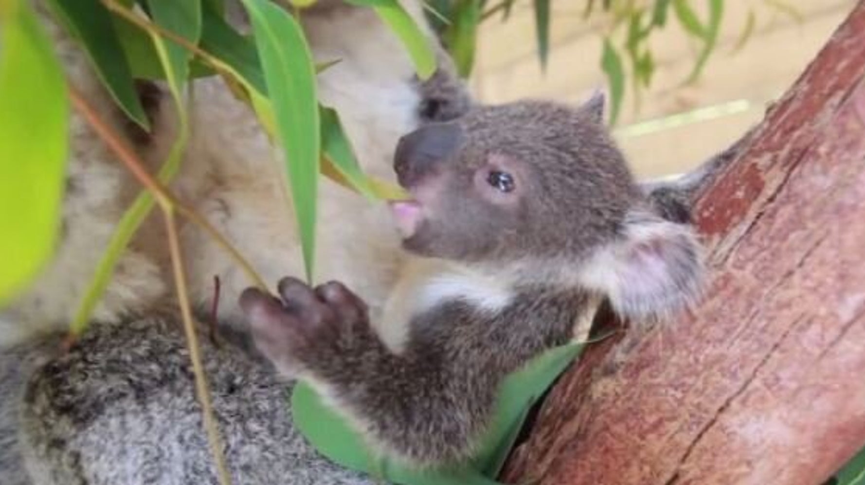 Ce Bebe Koala Sort Pour La Premiere Fois De La Poche De Sa Mere Video Huffpost Null Ce Bebe Koala Sort Pour La Premiere Fois De La Poche De Sa Mere Video Huffpost Null