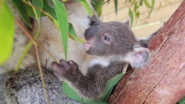 Bebe Koala Bebe Koala