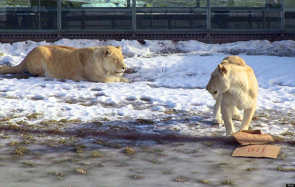 Des lions blancs dans la neige