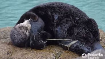 Naissance Bebe Loutre