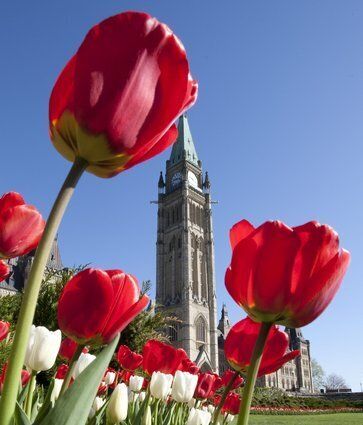 Tulips Canada