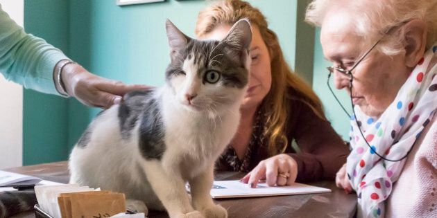 MILAN, ITALY - OCTOBER 23: One of the six cats of the Crazy Cat Cafe sits in front of some customers during the opening day on October 23, 2015 in Milan, Italy. Freddie, Patti, Bowie, Nina, Elvis e Blondie are the six adopted cats of Alba Galtieri e Marco Centonza owners of the first Neko cafe in Milan. (Photo by Awakening/Getty Images)