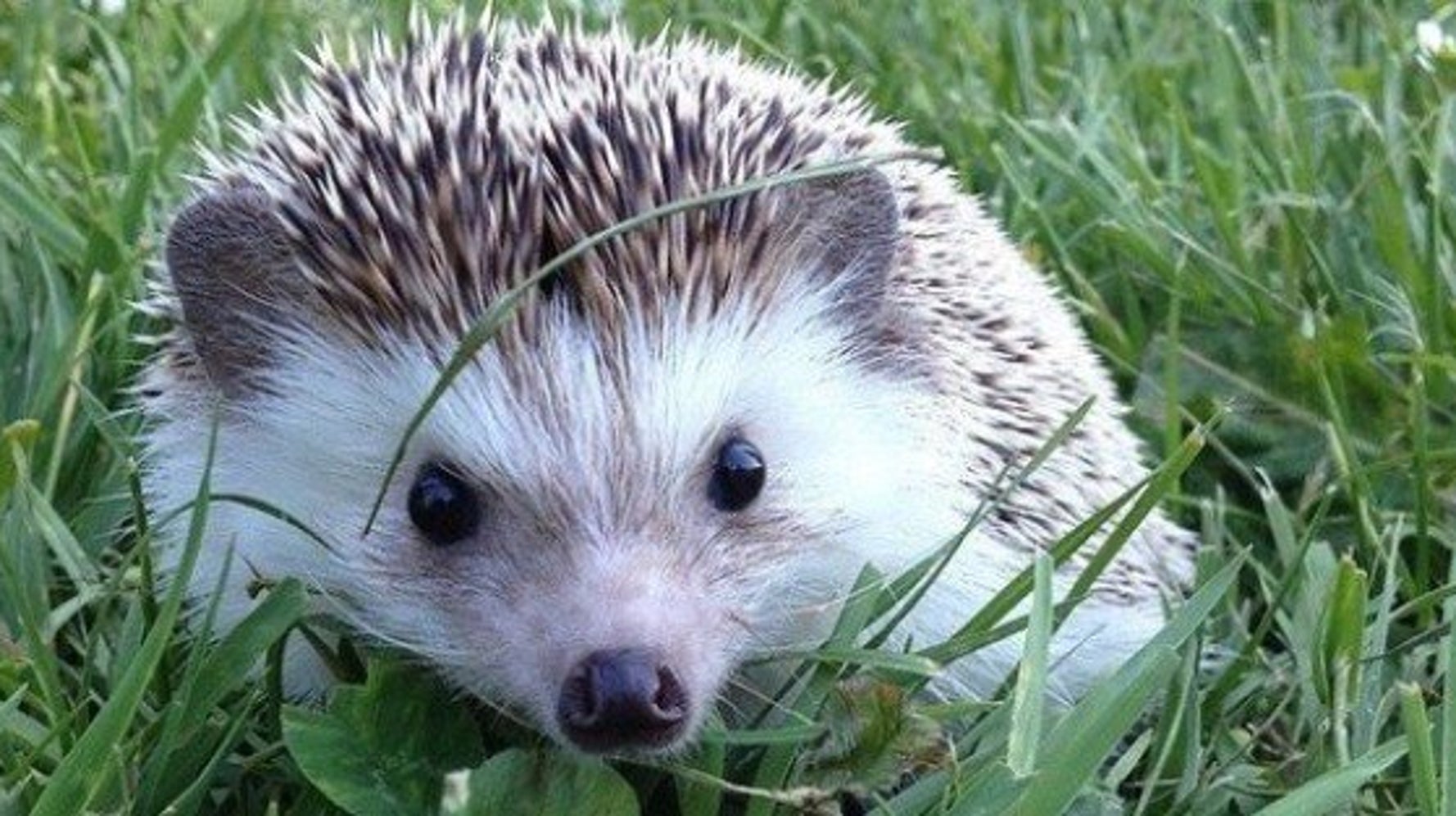 Biddy, le hérisson star d