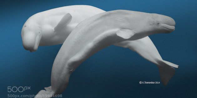 Photo by: A. Shamandour The beluga or white whale, Delphinapterus leucas, is an Arctic and sub-Arctic cetacean. It is one of two members of the family Monodontidae, along with the narwhal, and the only member of the genus Delphinapterus. This marine mammal is commonly referred to simply as the melonhead, beluga or sea canary due to its high-pitched twitter.It is adapted to life in the Arctic, so has a number of anatomical and physiological characteristics that differentiate it from other cetaceans. Amongst these are its unmistakable all-white colour and the absence of a dorsal fin. It possesses a distinctive protuberance at the front of its head which houses an echolocation organ called the melon, which in this species is large and plastic (deformable). The belugaï¿¢ï¾ï¾s body size is between that of a dolphinï¿¢ï¾ï¾s and a true whaleï¿¢ï¾ï¾s, with males growing up to 5.5 m (18 ft) long and weighing up to 1,600 kg (3,500 lb). This whale has a stocky body; it has the greatest percentage of blubber. Its sense of hearing is highly developed and it possesses echolocation, which allows it to move about and find blowholes under sheet ice.Belugas are gregarious and they form groups of up to 10 animals on average, although during the summer months, they can gather in the hundreds or even thousands in estuaries and shallow coastal areas. They are slow swimmers, but they can dive down to 700 m (2,300 ft) below the surface. They are opportunistic feeders and their diets vary according to their locations and the season. They mainly eat fish, crustaceans and other deep-sea invertebrates.The majority of belugas live in the arctic and the seas and coasts around North America, Russia and Greenland; their worldwide population is thought to number around 150,000 individuals. They are migratory and the majority of groups spend the winter around the arctic ice cap; but when the sea ice melts in summer, they move to warmer river estuaries and coastal areas. Some populations are sedentary and do not migrate over great distances during the year.The native peoples of North America and Russia have hunted belugas for many centuries. They were also hunted commercially during the 19th century and part of the 20th century. Whale hunting has been under international control since 1973. Currently, only certain Inuit groups are allowed to carry out subsistence hunting of belugas. Other threats include natural predators (polar bears and killer whales), contamination of rivers, and infectious diseases.From a conservation perspective, the beluga was placed on the International Union for Conservation of Natureï¿¢ï¾ï¾s Red List in 2008 as being