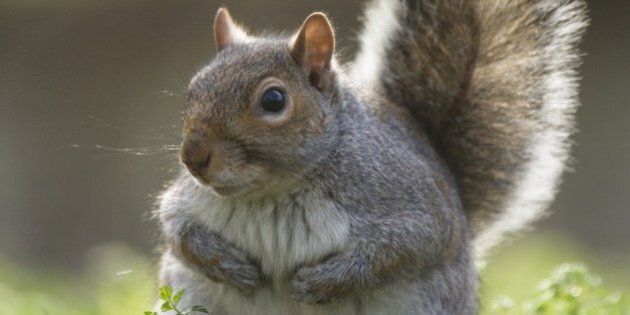 Grey Squirrel (Sciurus carolinensis), backlit grey squirrel with bushy tail, Regents Park, London, England