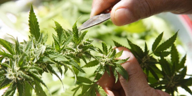 Hands pruning marijuana crop.