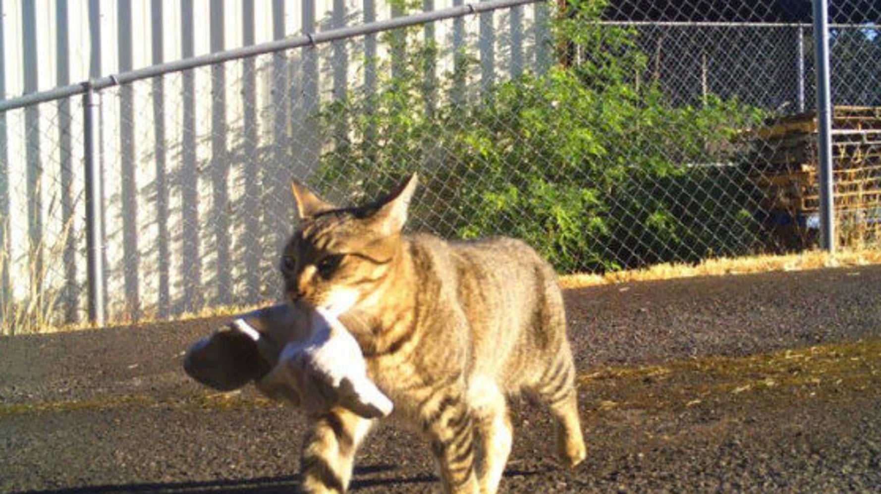 Le Chat Cleptomane D Un Policier Lui Rapporte Un Sac De Cannabis Pendant La Nuit Video Huffpost Quebec Nouvelles