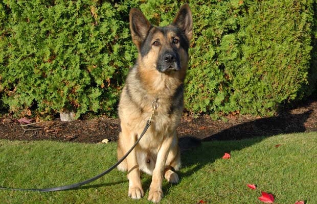 Rookie, RCMP dog