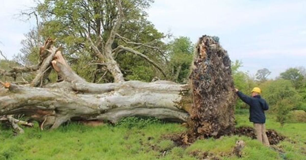 Un Arbre Déraciné Par Une Tempête Révèle Un Grave Secret Vieux Dun Millénaire VidÉo 