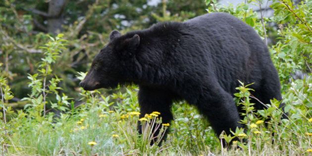 American black bear (Ursus americanus) near the South Klondike Highway (Canada) north of Skagway.Alaska trip, June 2013