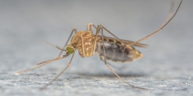 A Macro photo of a MosquitoA Macro photo of a Mosquito