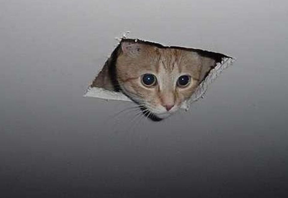 El Ceiling Cat ou chat du plafond