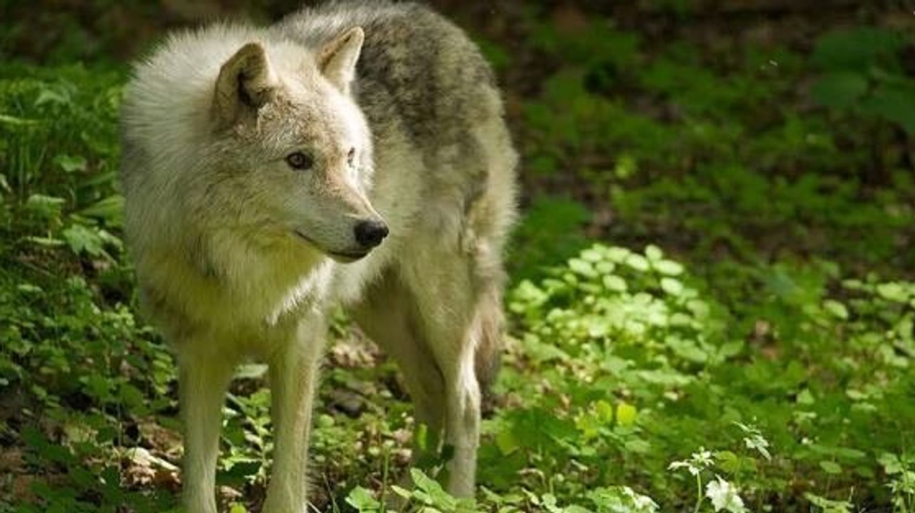 Le Parc Omega incursion au c ur de la vie de nos animaux sauvages