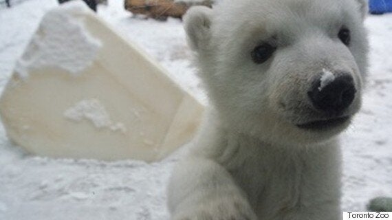 Ce Bebe Ours Polaire Du Zoo De Toronto Celebre Ses Trois Mois En Jouant Dans La Neige Videos Photos Huffpost Vivre