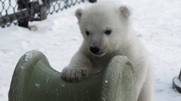 Bebe Ours Polaire Bebe Ours Polaire