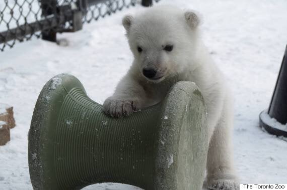 Ce Bebe Ours Polaire Du Zoo De Toronto Celebre Ses Trois Mois En Jouant Dans La Neige Videos Photos Huffpost Null