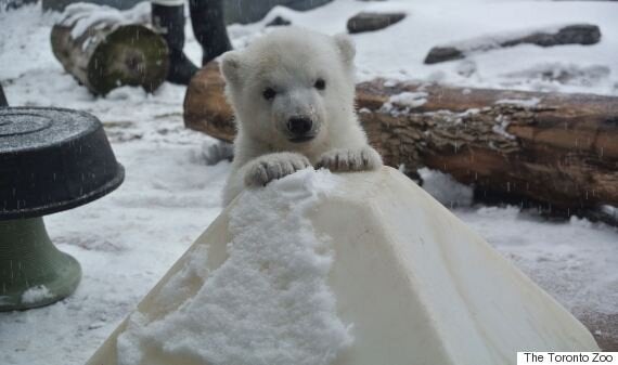 Ce Bebe Ours Polaire Du Zoo De Toronto Celebre Ses Trois Mois En Jouant Dans La Neige Videos Photos Huffpost Quebec Vivre