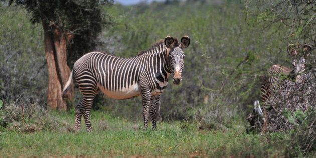 The rare Grevys's zebra at the Mpala Research Center and Wildlife Foundation, grazes near Rumuruti, Laikipia District, on January 31, 2016.The Grevys Zebra population has plummeted from an estimated 15,000 in the early 1980s to the estimated 2,500 left in Kenya today. Compared with other zebras, the Grevy is tall, has large ears, and its stripes are narrower, and it can go for five days without water. / AFP / SIMON MAINA (Photo credit should read SIMON MAINA/AFP/Getty Images)