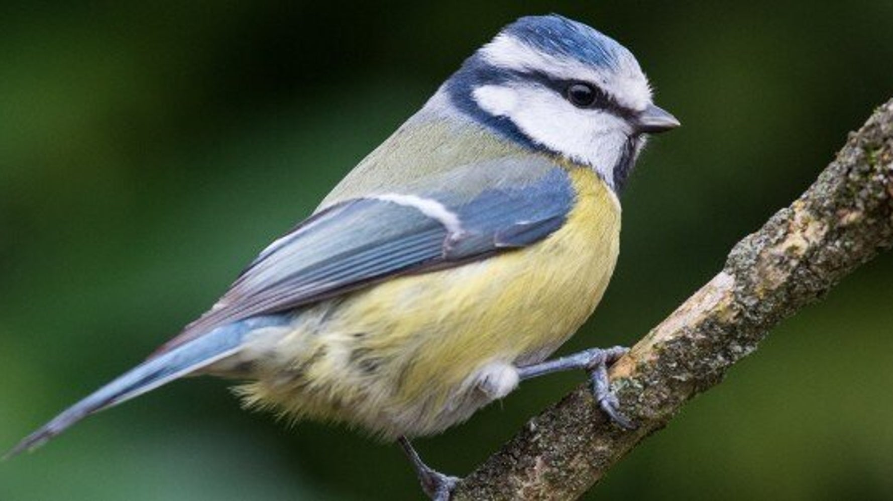 Une Mesange Bleue Nait Dans La Main D Un Chercheur Polonais Video Huffpost Null Une Mesange Bleue Nait Dans La Main D Un Chercheur Polonais Video Huffpost Null